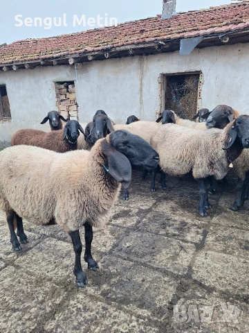 Продавам плевенски чистокръвни агнета , снимка 1