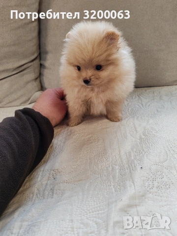 Померан мини женско., снимка 3 - Померан - 53913386