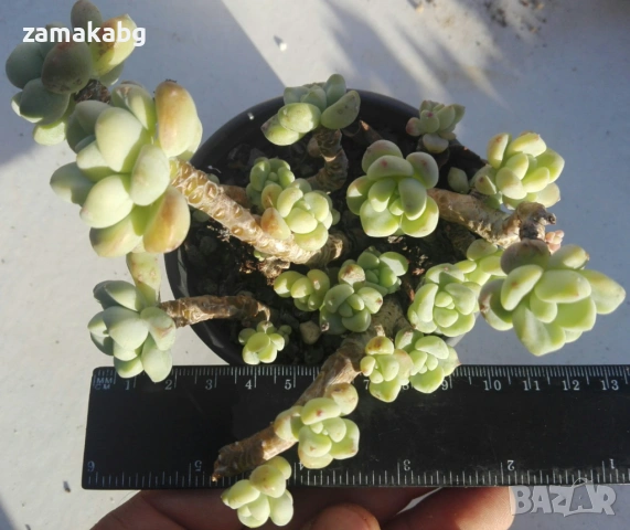 Седум (Sedum clavatum), сукулентно растение
