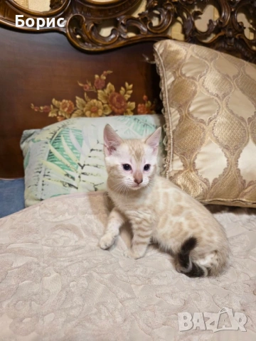 Бенгалски котета, снимка 2 - Бенгалски - 35882650