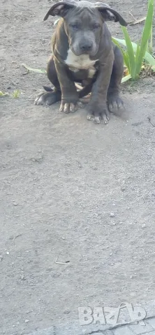 ТОП Американско були хл American bully xl ABKC, снимка 2 - Други - 55134203