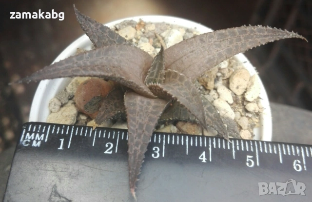Хавортия теселата (Haworthia tessellata), сукулентно растение, снимка 4 - Стайни растения - 54855280