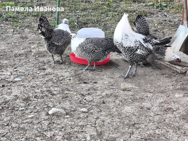 Вествалска кокошка , снимка 3 - Кокошки и пуйки - 54169440