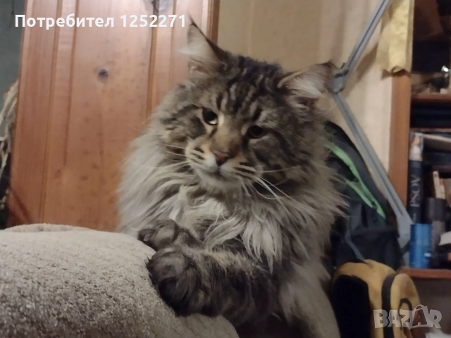 Котенца Мейн Куун момче и момиче, снимка 6 - Мейн кун - 55189751