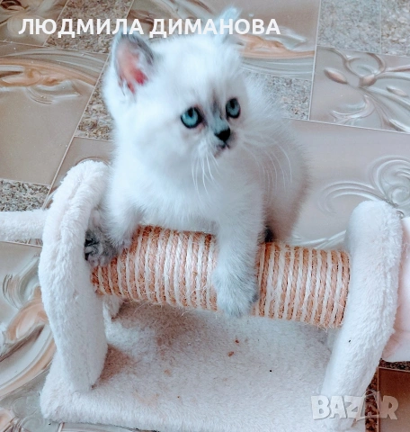 Шотландско момиче със сини очи , снимка 4 - Британска късокосместа - 54610385