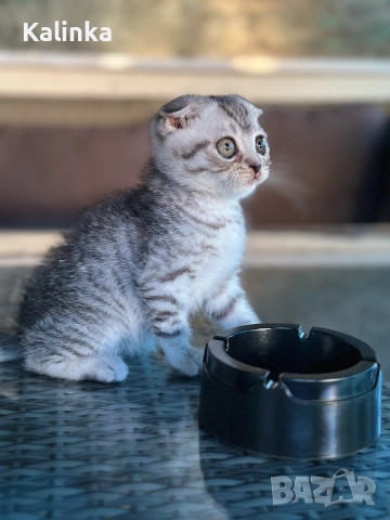 Мъжко шотландско клепоухо сребърно котенце , снимка 12 - Други - 55096948