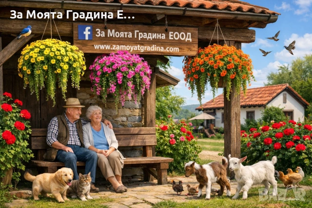 Делосперма - Почвопокривна и Каскадна , снимка 6 - Разсади - 54020837