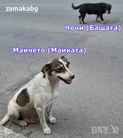 Подаряваме 8 малки сладки кученца на около месец кафеви и черни, снимка 4 - Други - 55674817