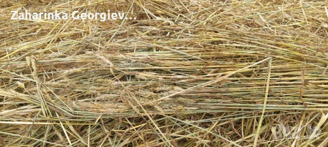 Продавам рулонни бали смес Ечемик, Овес и Пшеница със зърно, снимка 3 - За селскостопански - 54758047