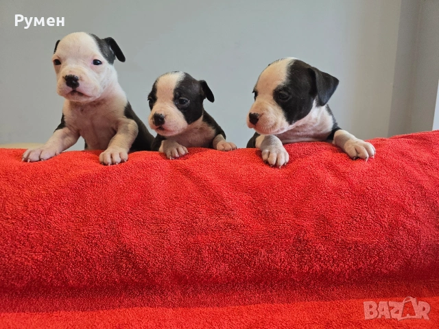 Американски стафордшир териер 