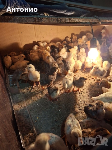 Продавам малки пилета 