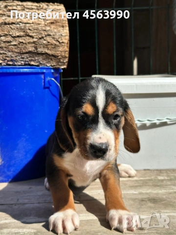 Tricvetni gonceta, снимка 7 - Гонче - 54114272