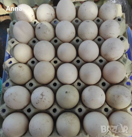Продавам яйца от неми патици и от кокошки супер харко , снимка 3 - Кокошки и пуйки - 54605496