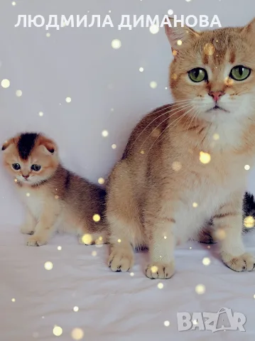 Шотландско мъжко Скоттиш Фолд. , снимка 4 - Британска късокосместа - 55413956