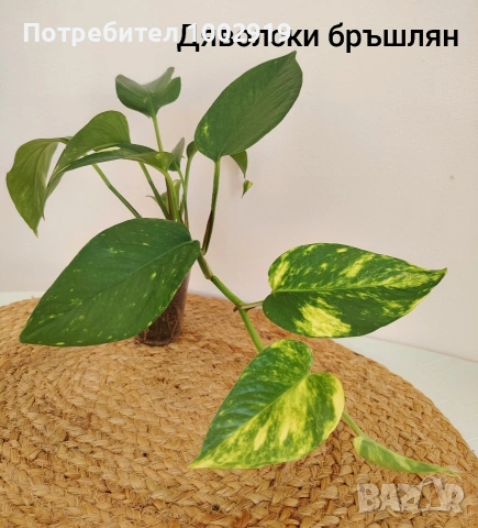 Комплект оm 12 Стайни Растения (Вкоренени), снимка 10 - Градински цветя и растения - 55222353