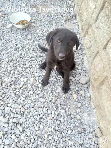 🐶 Продавам прекрасно кученце! 🐶 Търсят своя нов, любящ дом! ❤️  здраво, игриво момиче!