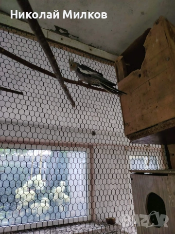 Корели, снимка 2 - Папагали - 55042265