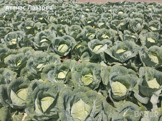 Продавам Ранно Зеле-Конкърър, снимка 7 - Домашни продукти - 54527656