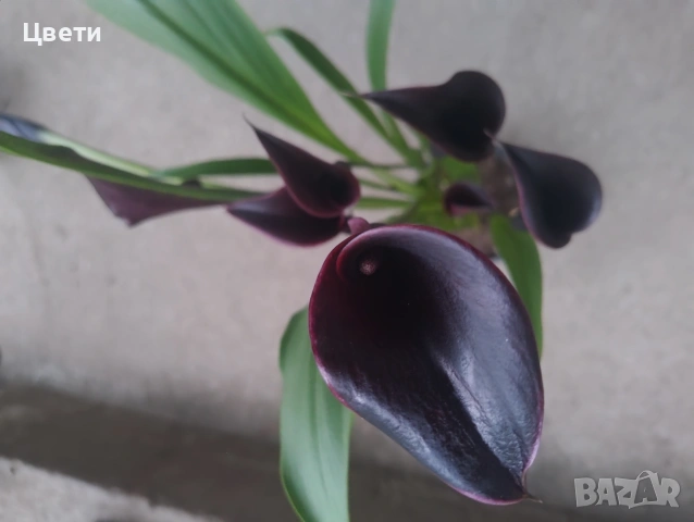 Продавам саксийна кала