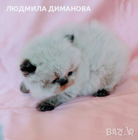 Персийско хималайско момиче. , снимка 7 - Персийска - 54252433