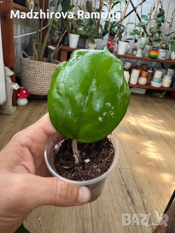  Hoya Хоя Seeds 002, снимка 2 - Стайни растения - 54569686
