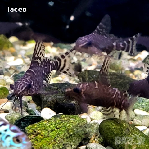 Сом синодонт 4-5см