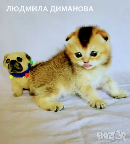 Шотландско мъжко златна чинчила , снимка 10 - Британска късокосместа - 55419250