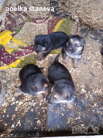 Немски овчарки , снимка 2 - Немска овчарка - 54027748