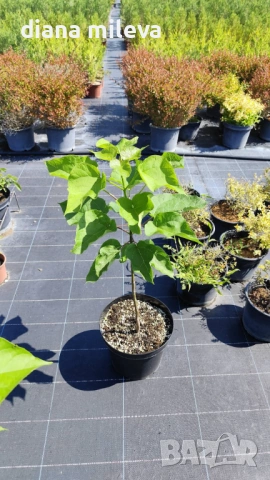 Каталпа, Catalpa bignonioides, снимка 8 - Градински цветя и растения - 54894868