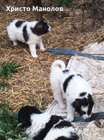 Каракачанско овчарско куче, снимка 10 - Каракачанска овчарка - 53652414