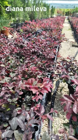 Лоропеталум Черна перла, Loropetalum Chinense Black Pearl, снимка 9 - Градински цветя и растения - 55398489