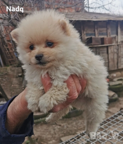 Померан , снимка 2 - Померан - 53966218