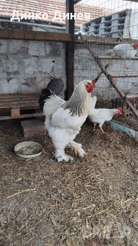 Петли Бяла Колумбийска Брама , снимка 2 - други­ - 53961072