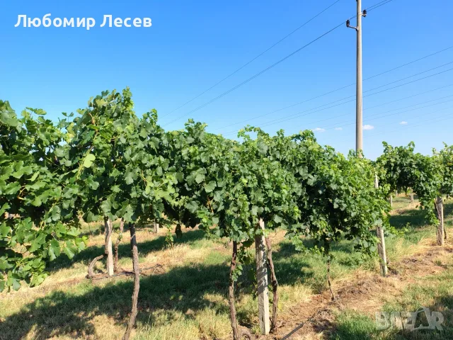 Продавам висококачествено винено грозде – сорт МЕРЛО, снимка 5 - Домашни продукти - 55643707
