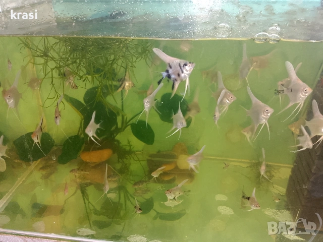 Декоративни рибки, скаларий. , снимка 2 - Рибки - 54359555
