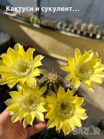 Кактус Trichocereus Hybrid жълт цвят 