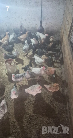 Продавам селски пилета, снимка 11 - Кокошки и пуйки - 54438342