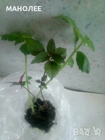 🌺🍀🎁АХИМЕНЕС🌷🌼🦋, снимка 2 - Градински цветя и растения - 52584764