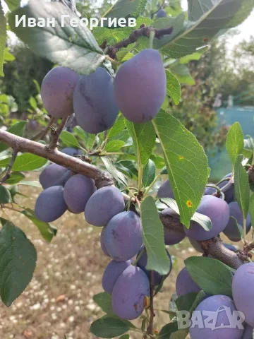 Продавам Сини сливи