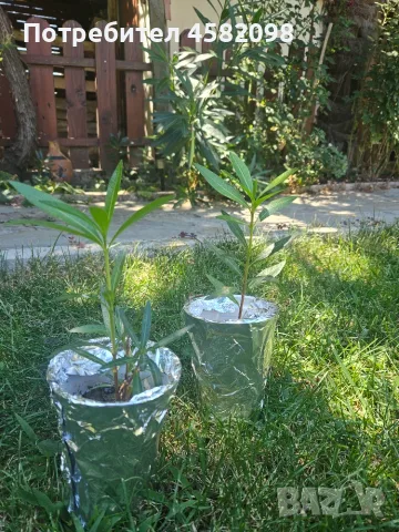 Олеандър (зокум, лян, Nerium oleander), снимка 2 - Градински цветя и растения - 55678901