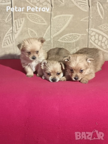 Шпиц , снимка 8 - Шпиц - 53994562