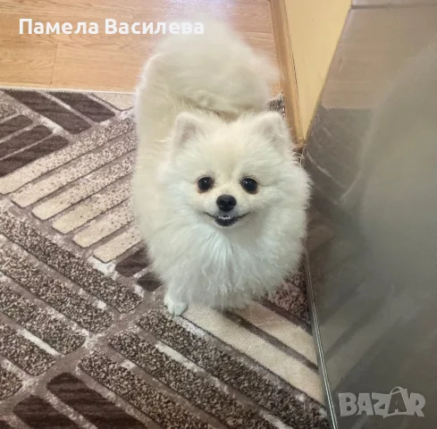 Померанче момиче