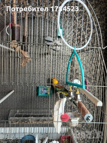 Мъжки поен папагал, снимка 2 - Папагали - 54084418