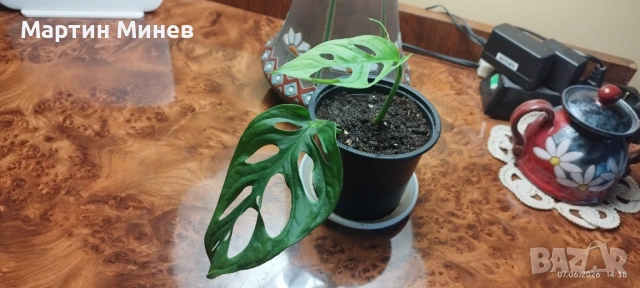 Филодендрон (Philodendron) - Monstera adansonii + още три