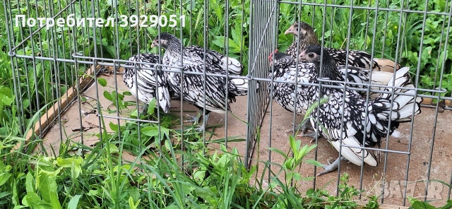 Продавам Зибрайт, снимка 3 - Кокошки и пуйки - 54890907