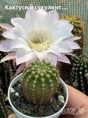 Кактус Echinopsis Hybrid нежно бял цвят с розови нюанси , снимка 5 - Градински цветя и растения - 55182575