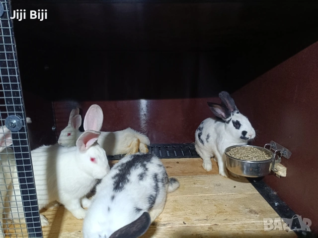  зайци на различни възрасти 