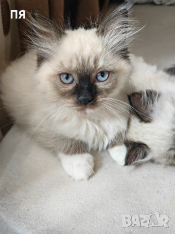 Чистокръвни котенца Ragdoll, снимка 7 - Други - 54604958