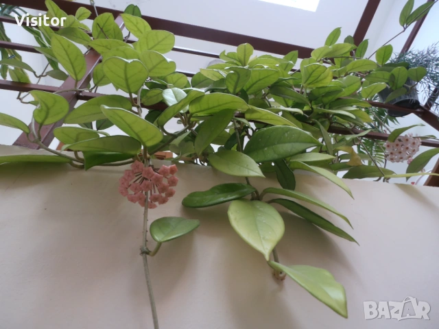 Olympus VR-330  - 14 МРх, снимка 14 - Фотоапарати - 54322140