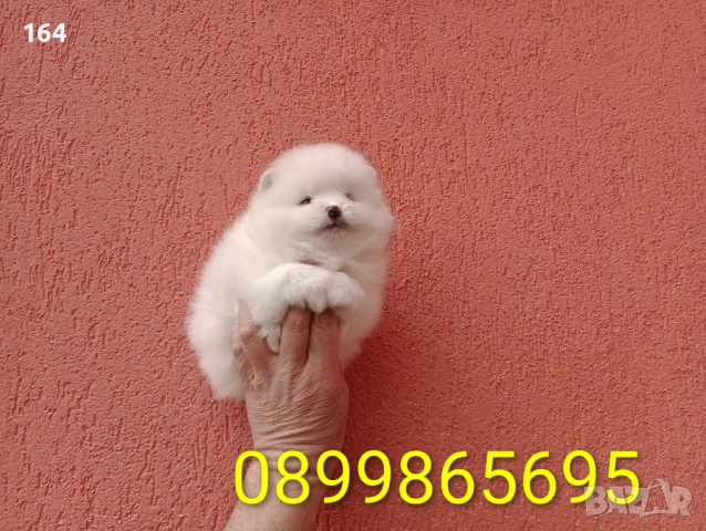 Померани. Реални снимки от 29.03.26 г. , снимка 6 - Померан - 54015787